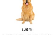 魔羯女适合养金毛吗_魔羯座女生与金毛犬匹配度