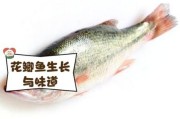 花双鱼是什么鱼_花双鱼和锦鲤的区别