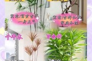 梧桐天蝎座适合养什么植物_如何布置卧室风水