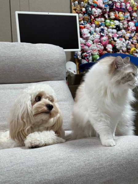 双鱼宠物猫性格特点_适合新手养吗