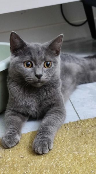 双鱼宠物猫性格特点_适合新手养吗