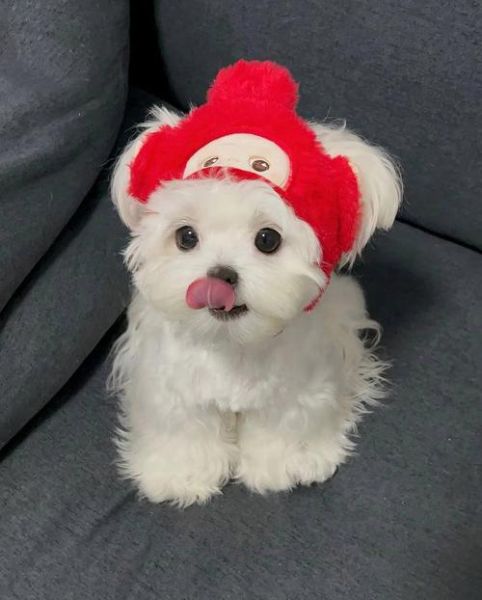 魔羯座适合养什么狗_魔羯座适合养什么小型犬