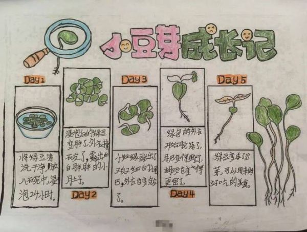 天蝎座豆芽怎么种_天蝎座豆芽几天发芽