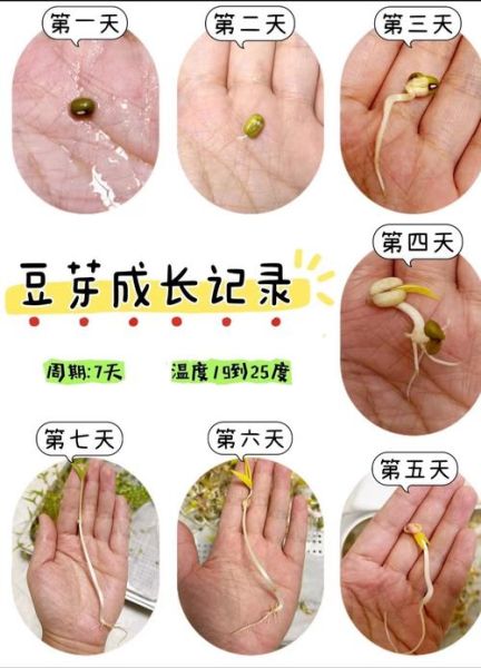 天蝎座豆芽怎么种_天蝎座豆芽几天发芽