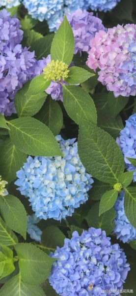 魔羯座适合养什么花_如何挑选开运绿植