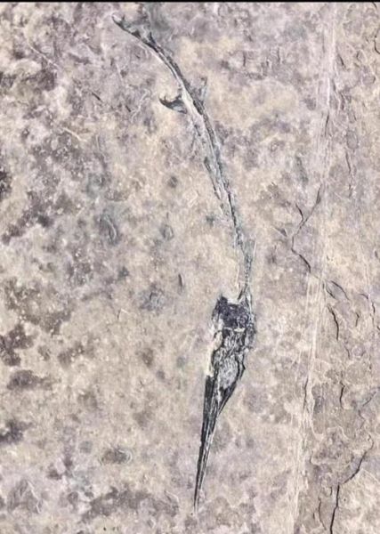 魔羯鱼龙化石特征_为什么灭绝