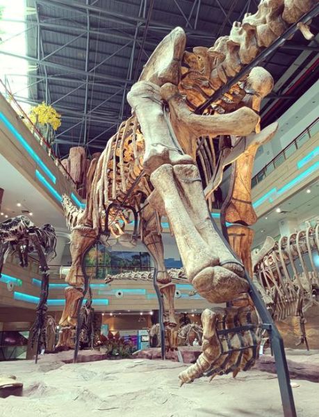 魔羯鱼龙化石特征_为什么灭绝