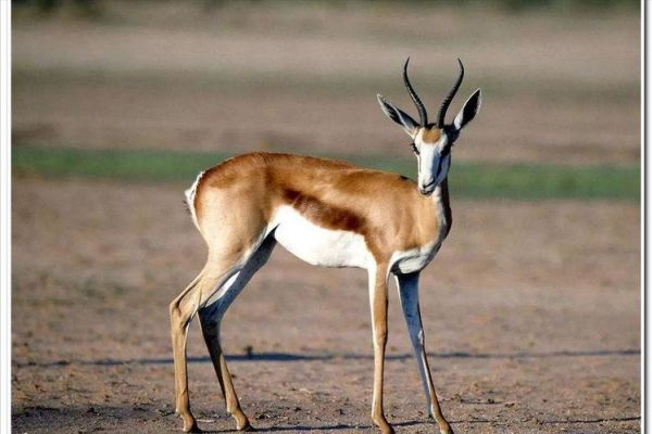 羚羊魔羯是什么_羚羊魔羯性格特点