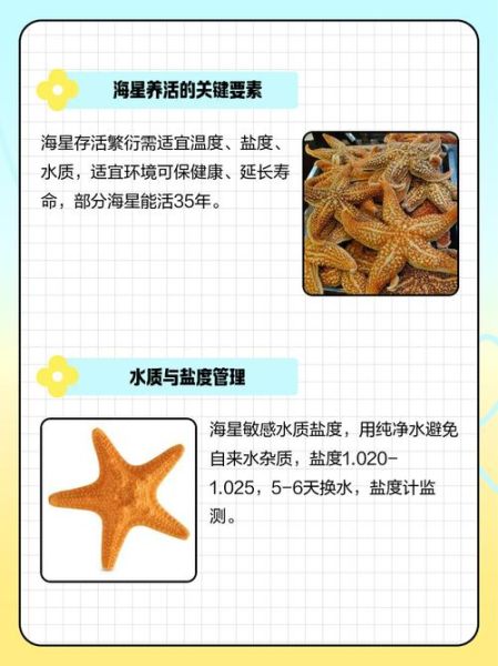 魔羯海星是什么_魔羯海星怎么养