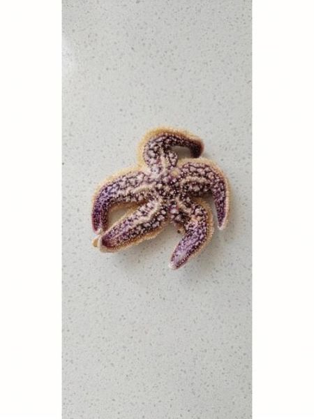 魔羯海星是什么_魔羯海星怎么养