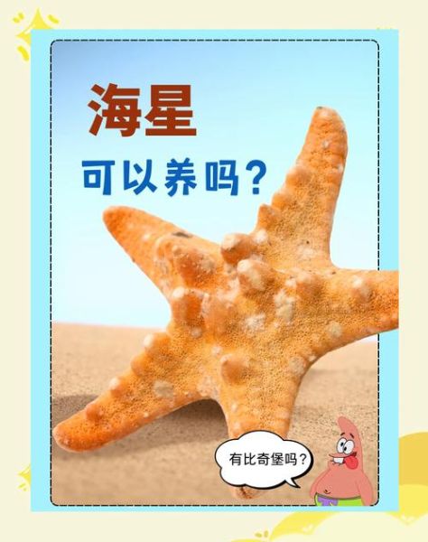 魔羯海星是什么_魔羯海星怎么养
