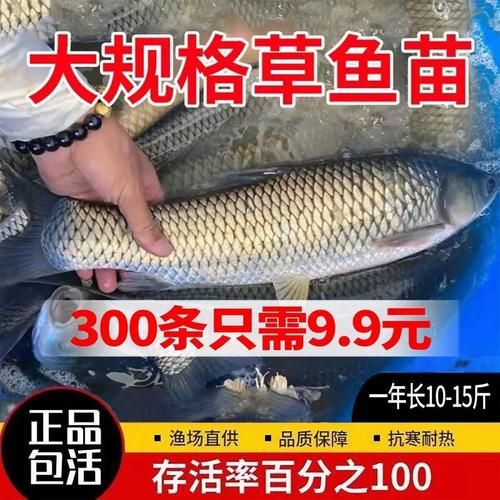 皖双鱼是什么鱼_皖双鱼多少钱一斤