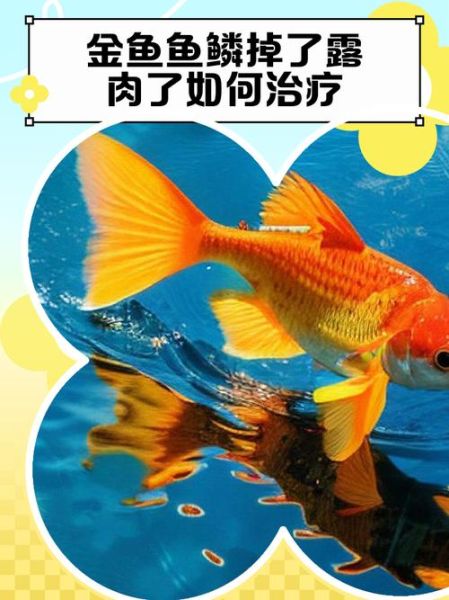 双鱼的锦鳞怎么养_锦鳞褪色了怎么办