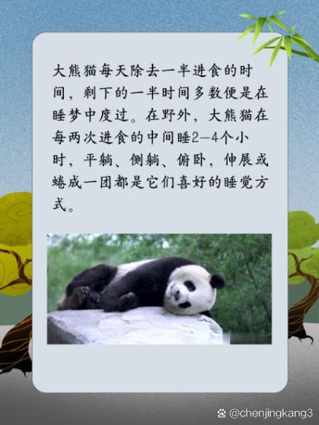 魔羯熊猫是什么_魔羯熊猫性格特点