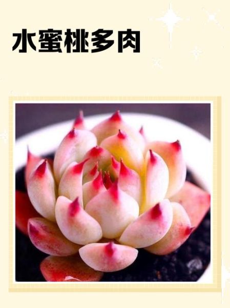 魔羯座适合种水蜜桃吗_水蜜桃种植技巧