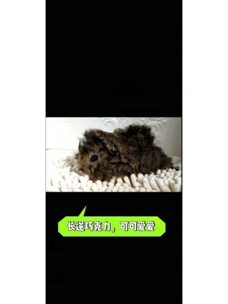 魔羯可可是什么_魔羯可可怎么喝