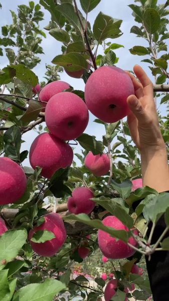 魔羯苹果是什么_魔羯苹果好吃吗