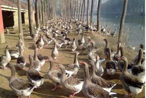 鹅双鱼是什么_鹅双鱼怎么养