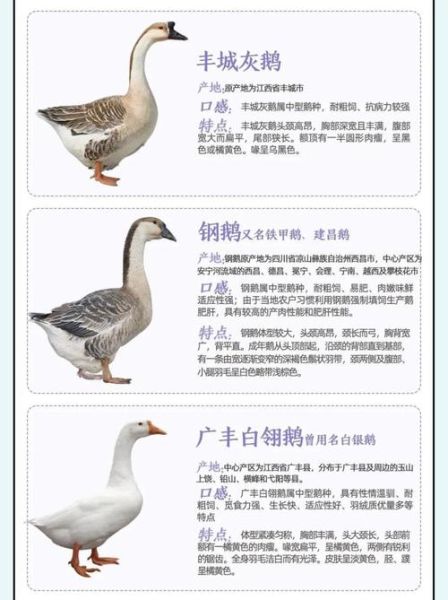 鹅双鱼是什么_鹅双鱼怎么养