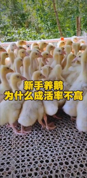 鹅双鱼是什么_鹅双鱼怎么养