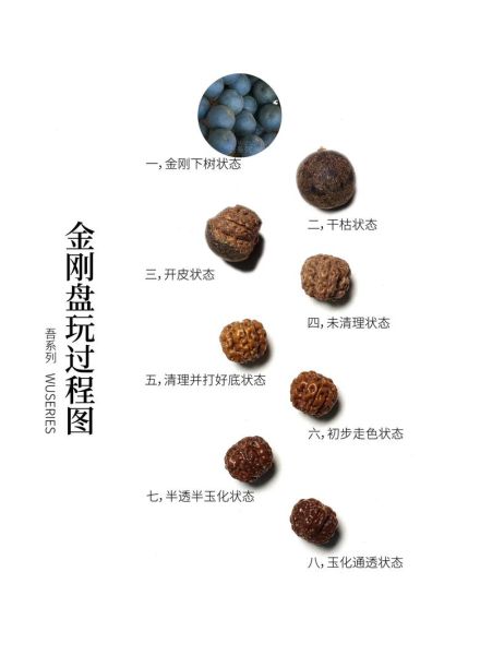 魔羯金刚是什么_魔羯金刚怎么养