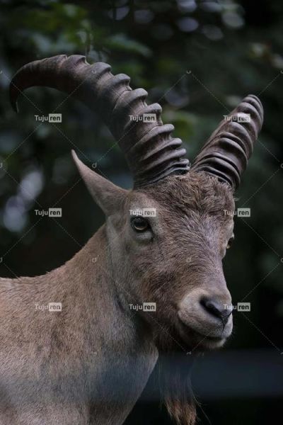 魔羯角是什么_魔羯角怎么读