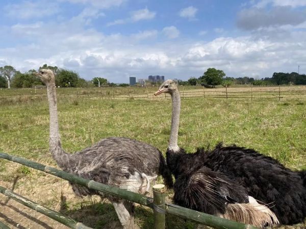 鸵鸟魔羯性格特点_如何与鸵鸟魔羯相处