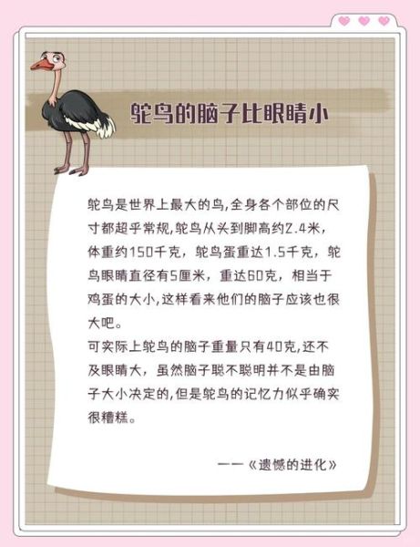 鸵鸟魔羯性格特点_如何与鸵鸟魔羯相处