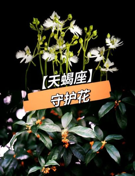 天蝎座女生喜欢什么花_花花姑娘专属花语