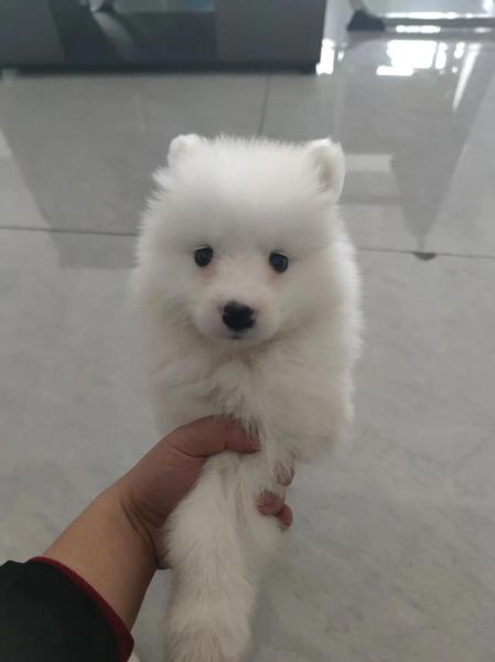 双鱼座狗狗性格特点_如何养护更贴心