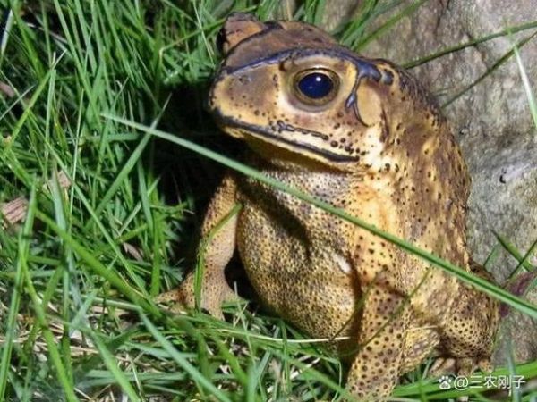 魔羯蛤蟆是什么_魔羯蛤蟆怎么养