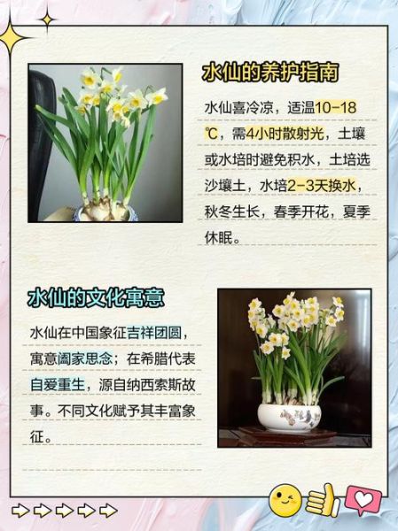 魔羯水仙怎么养_魔羯水仙花语是什么