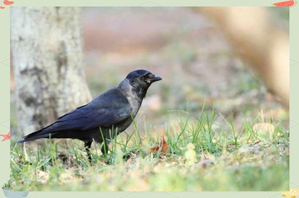 乌鸦魔羯是什么_乌鸦魔羯性格特点