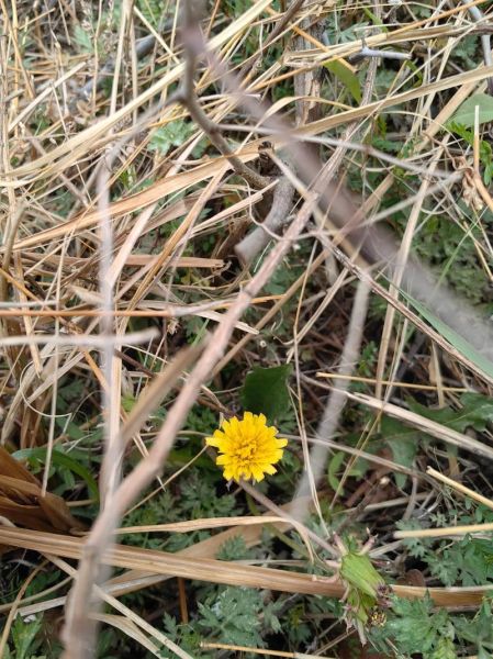 魔羯草的功效与作用_魔羯草怎么泡水喝