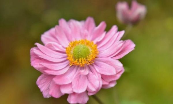 双子女变态_双子女为什么忽冷忽热