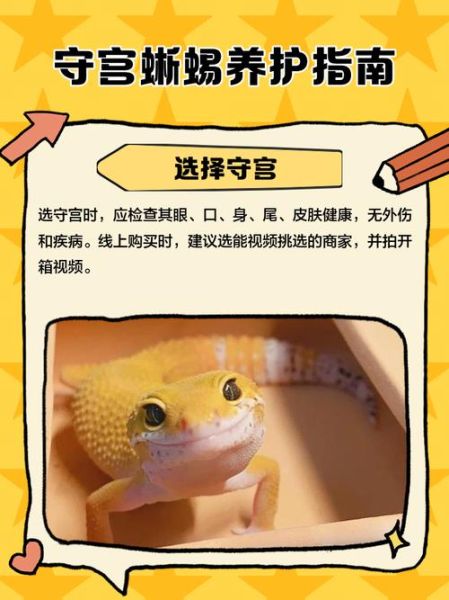 魔羯守宫是什么_魔羯守宫怎么养