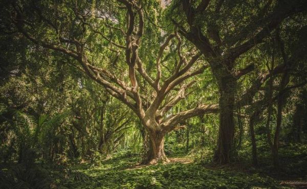 魔羯树怎么养_魔羯树多久浇一次水