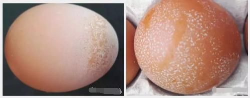 蛋壳魔羯是什么_如何正确饲养蛋壳魔羯