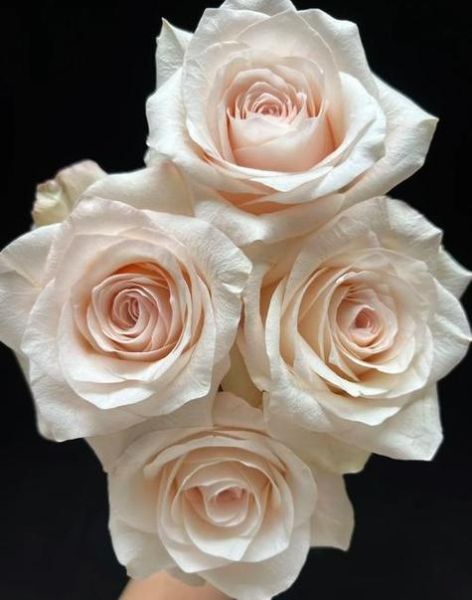 双鱼座守护花是什么花_双鱼座幸运花语