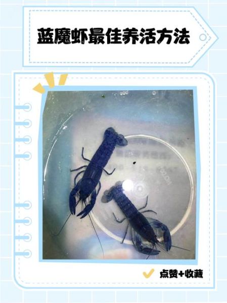 魔羯虾是什么虾_魔羯虾和普通虾区别