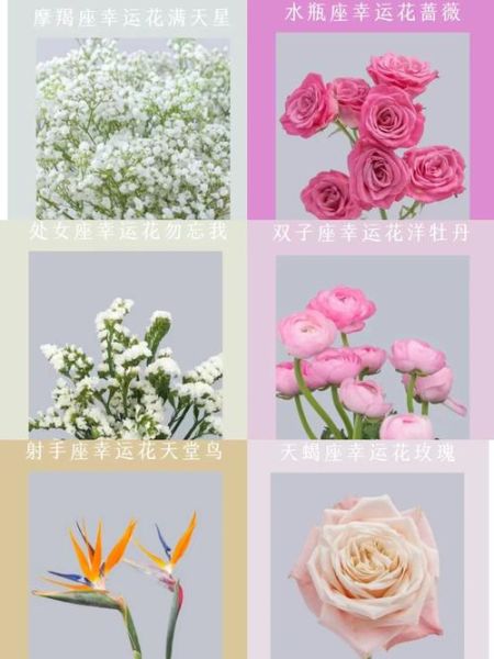 魔羯座幸运花是什么_如何养护魔羯幸运花