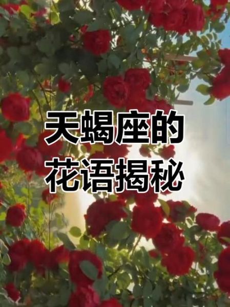 天蝎座花语是什么_天蝎座适合送什么花