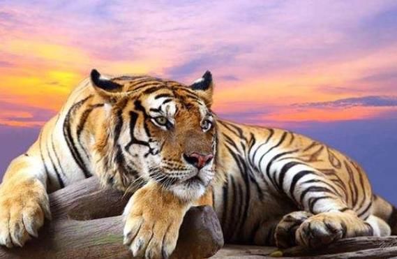 魔羯虎性格特点_魔羯虎运势如何