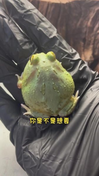 魔羯座娃王蛙是什么_如何饲养