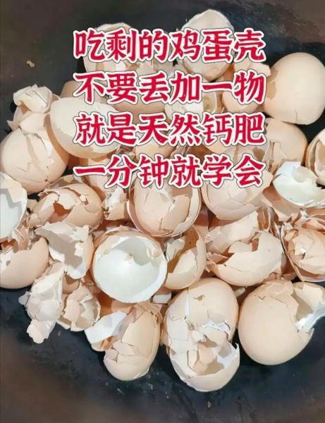 魔羯蛋壳是什么_魔羯蛋壳有什么作用