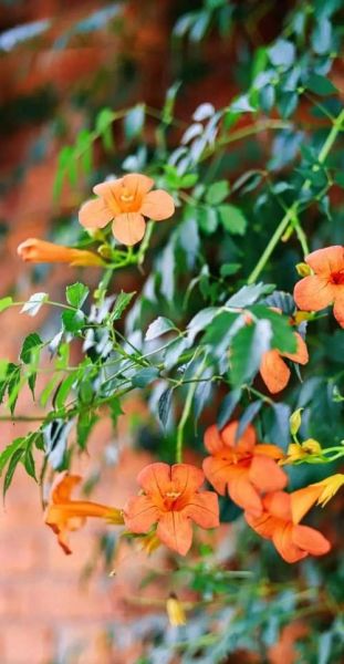 魔羯墙角适合种什么花_冬季如何养护