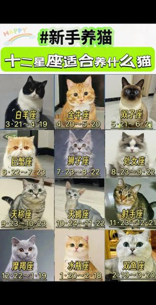 魔羯座喜欢猫还是狗_魔羯座适合养什么宠物