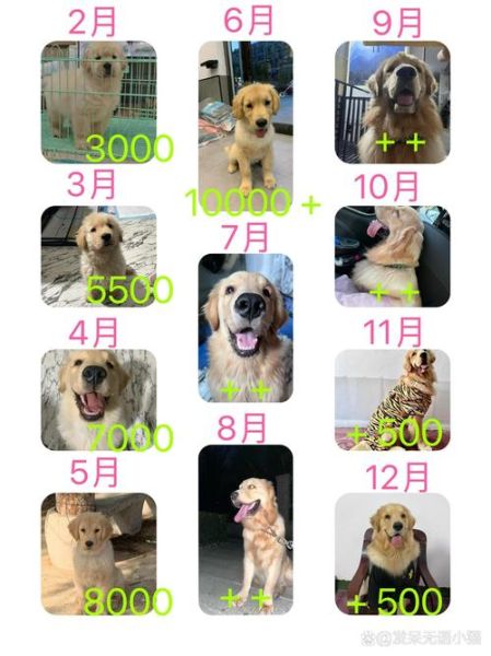 魔羯女适合养金毛吗_魔羯座女生与金毛犬匹配度