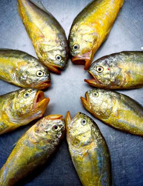 莓双鱼是什么鱼_莓双鱼产地在哪里