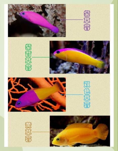 莓双鱼是什么鱼_莓双鱼产地在哪里